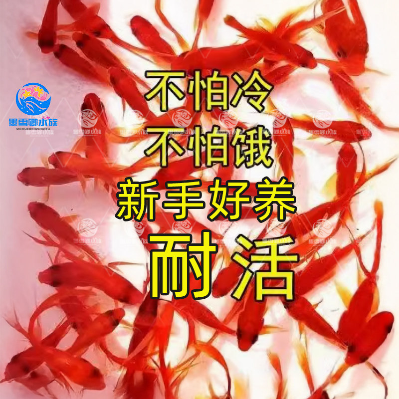 不用打氧的大红草金鱼闯缸新手好养耐活冷水自来水活鱼锦鲤观赏鱼