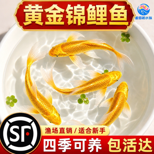 顺丰黄金锦鲤活鱼观赏鱼好养耐活自来水可养淡水冷水鱼苗活体金鱼