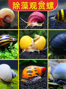 观赏螺淡水苹果螺鱼缸除藻工具吃藻清缸清理大号蜗牛小宠物黄金螺