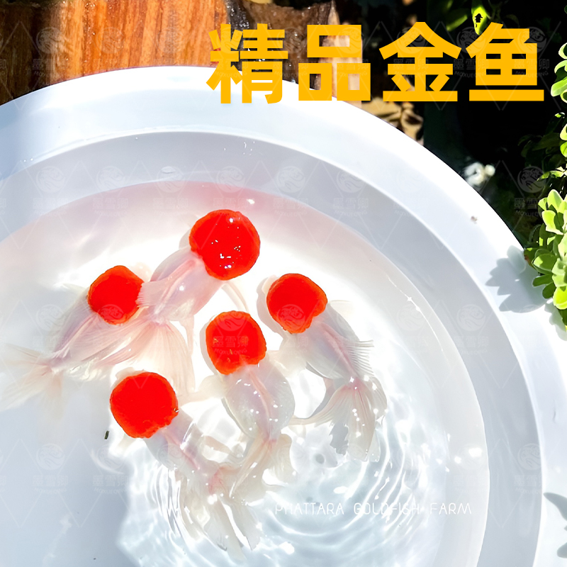 金鱼活鱼观赏鱼鸿运当头鹤顶红狮子头鱼苗淡水好养耐活冷水鱼包活