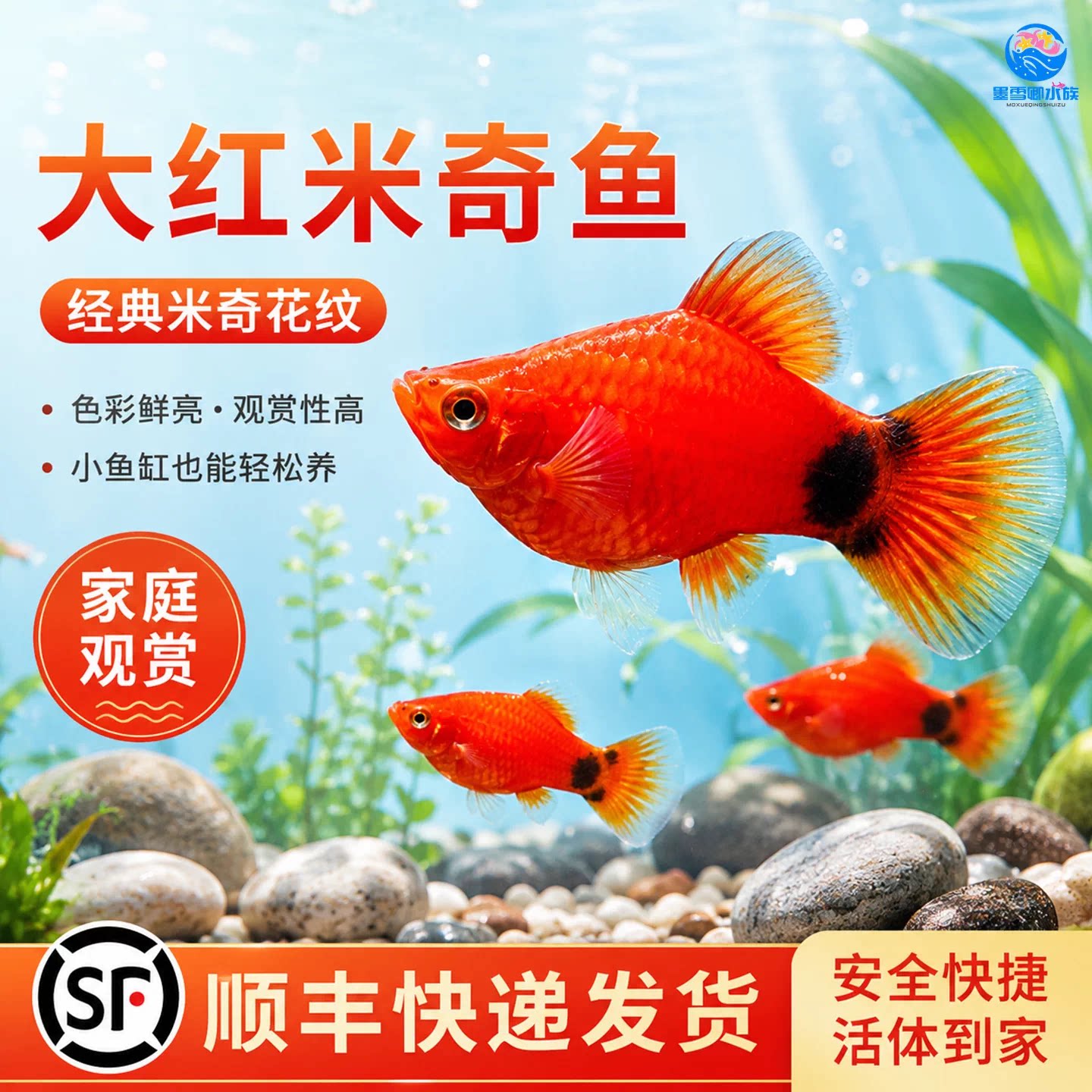 红米奇鱼直接生小鱼热带观赏新手小鱼玛丽球小型好养耐活孕母临产图片