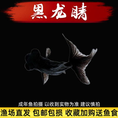 龙睛金鱼黑龙睛冷水鱼小金鱼活鱼淡水锦鲤观赏鱼好养耐活鱼不加温