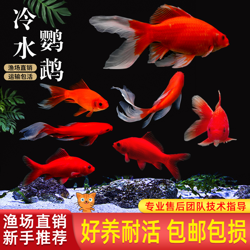 冷水血鹦鹉鱼招财鱼淡水冷水鱼苗观赏鱼长尾红草金鱼活鱼好养耐活