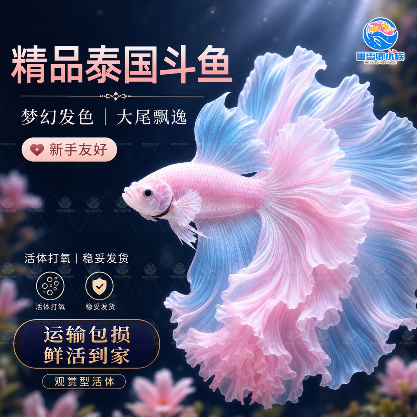 泰国斗鱼热带鱼苗观赏鱼半月婚纱鱼小型淡水好养耐活图片