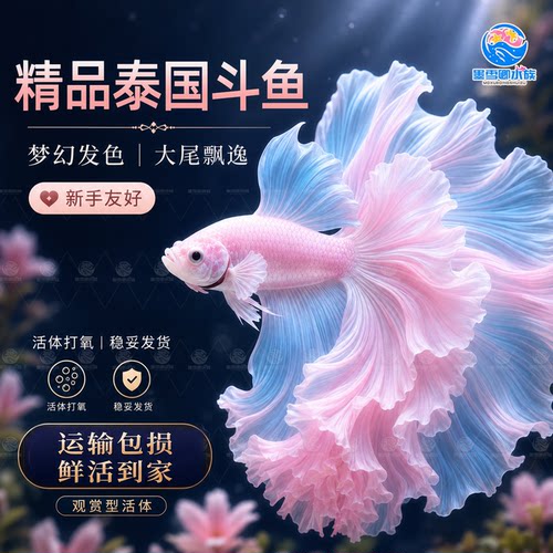 泰国斗鱼热带鱼苗观赏鱼半月婚纱鱼小型淡水好养耐活