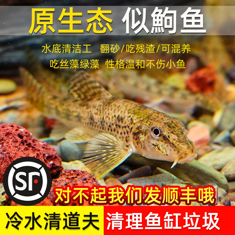 似鮈鱼苗翻沙鱼原生冷水淡水观赏鱼鼠鱼除藻清洁工具鱼养殖场好养