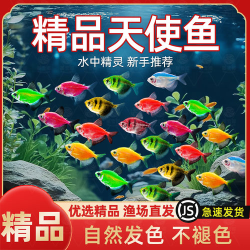 特大号彩色天使鱼观赏鱼活鱼混色批发群游热带鱼小型淡水好养耐活