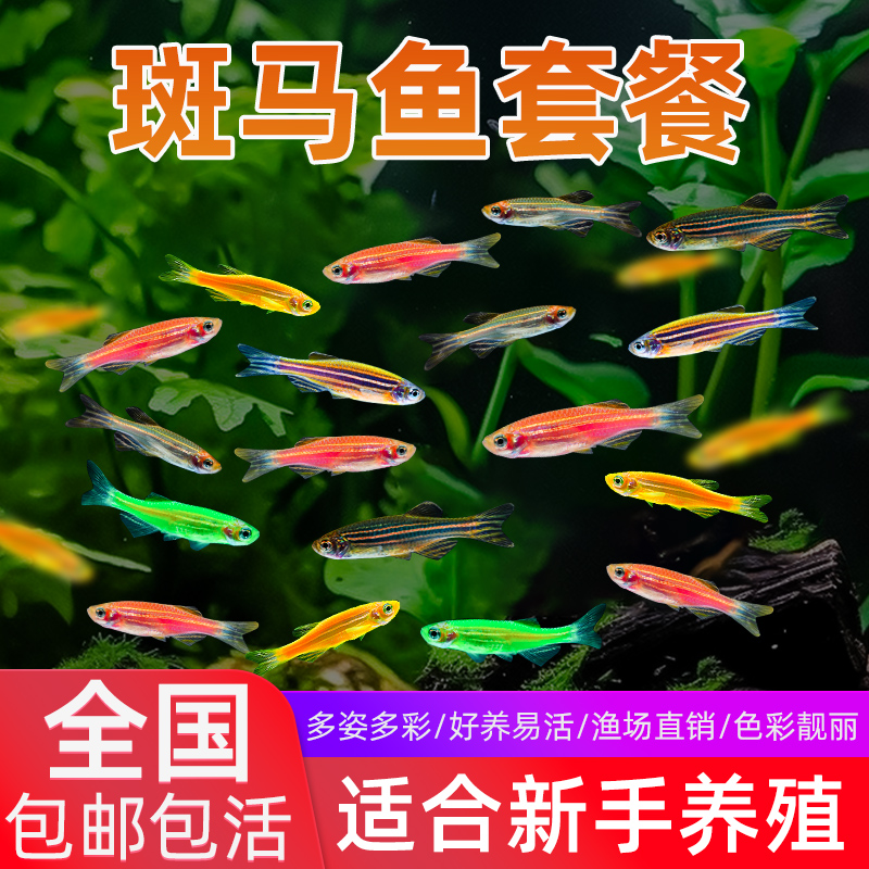 小型热带观赏活鱼蝶翼斑马鱼孔雀鱼红绿灯科天使神仙淡水好养小鱼