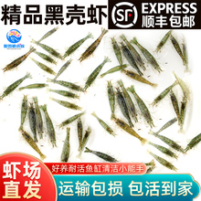 超大号鲜活黑壳虾鱼缸除藻工具虾淡水冷水观赏虾龙鱼乌龟活体饲料