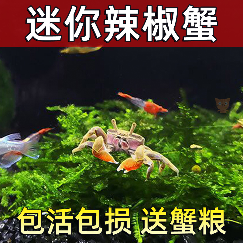 迷你辣椒蟹活体深水除藻吃粪吃垃圾鱼缸淡水爬宠观赏清洁蟹小螃蟹