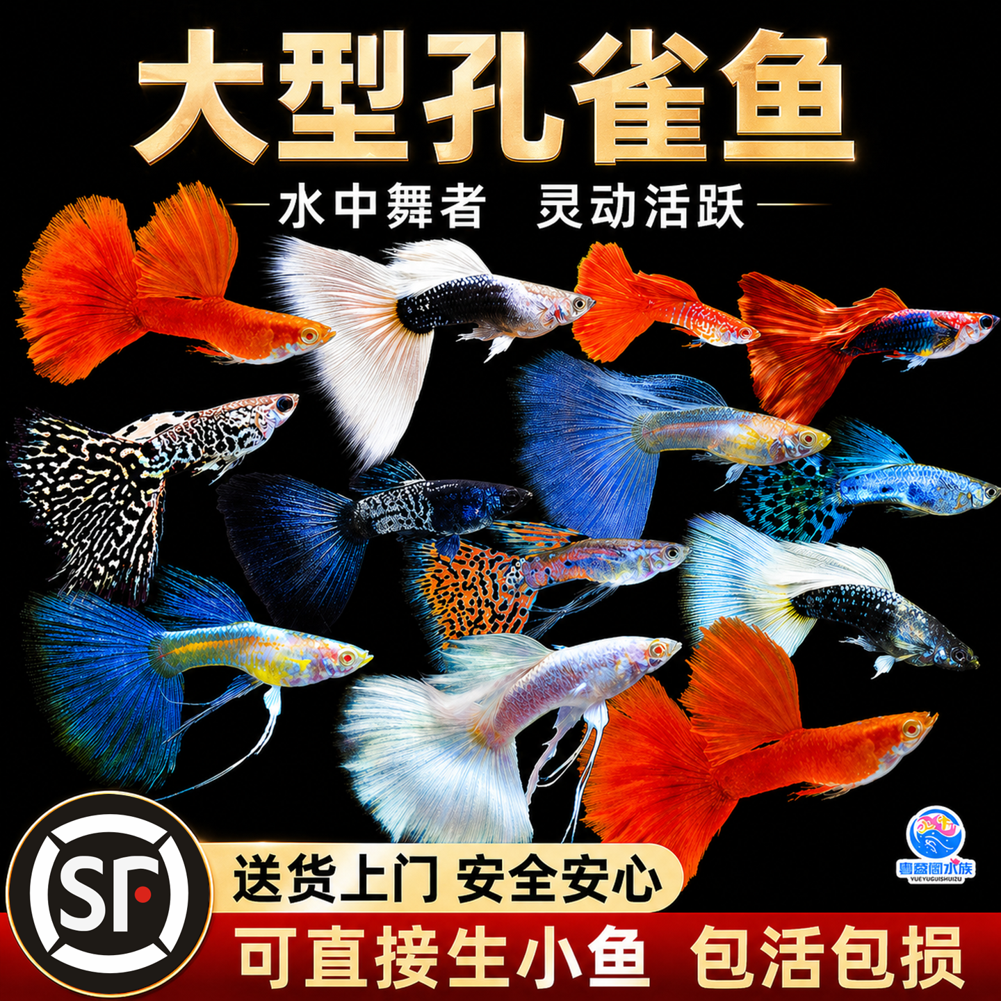 精品孔雀鱼活鱼小型鱼热带鱼苗观赏鱼新手好养耐活淡水凤尾胎生鱼