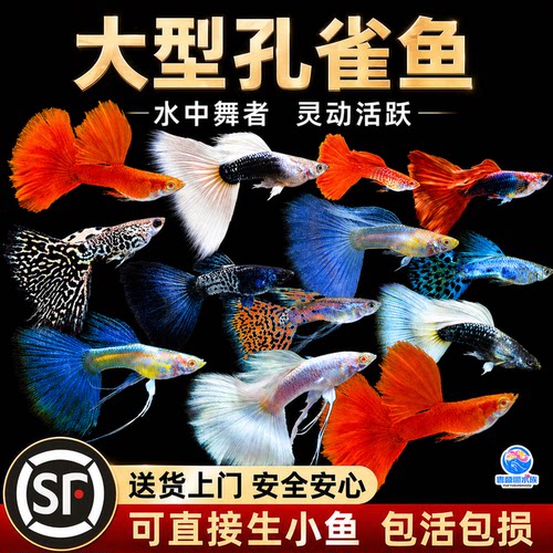 精品孔雀鱼活鱼大型鱼热带鱼苗观赏鱼新手好养耐活淡水凤尾胎生鱼