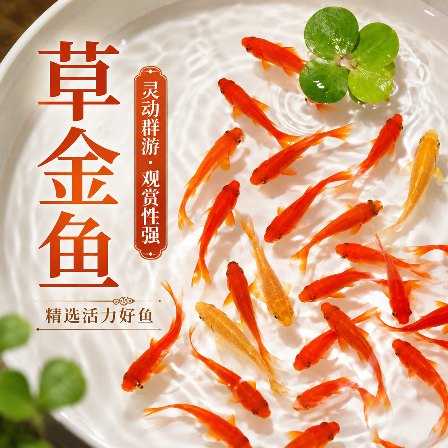 草金鱼活鱼淡水冷水鱼苗观赏鱼小型好养耐活自来水可养练手活体鱼