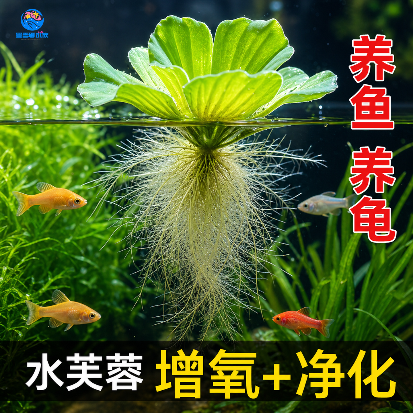 水芙蓉浮萍鱼池净化水质增氧鱼缸乌龟专用浮萍造景遇水即活水葫芦