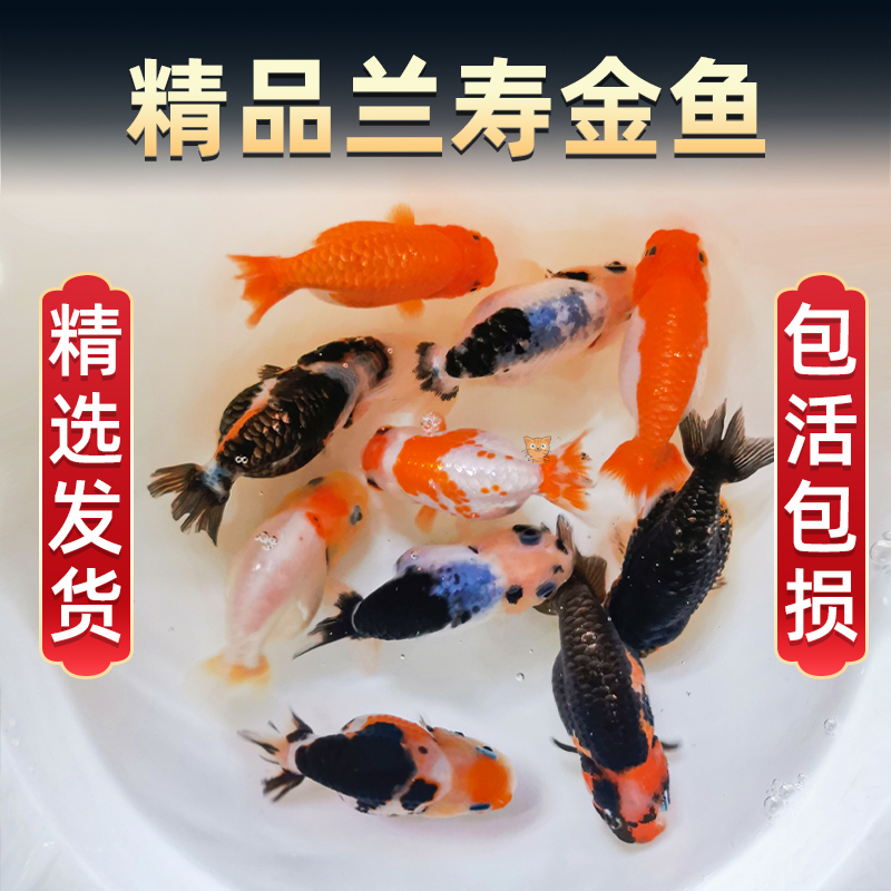 精品兰寿小金鱼活型冷水锦鲤观赏