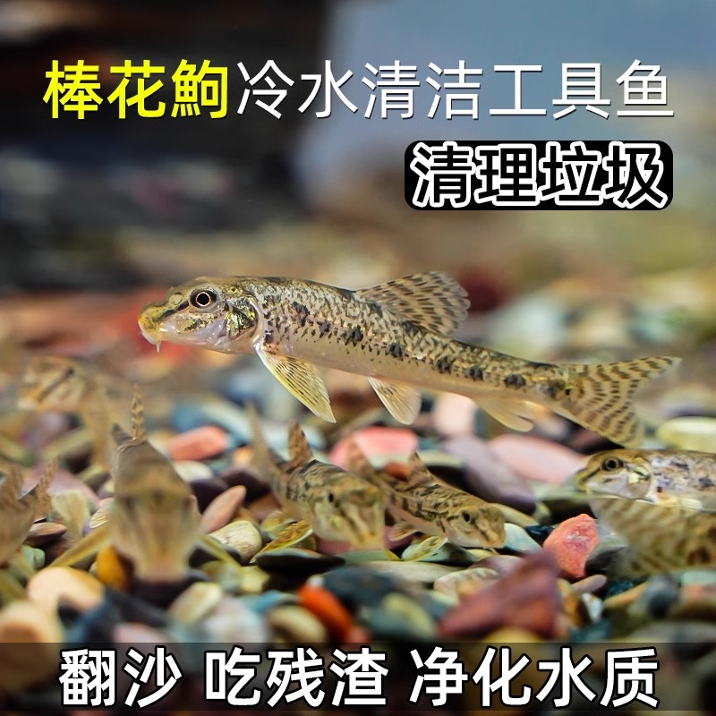 棒花鱼原生冷水清道夫鱼缸清洁工具鼠鱼除藻吃鱼屎似鮈鱼淡水观赏