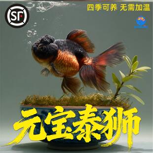 观赏鱼金鱼菠萝头黑泰狮鹤顶红元宝狮大头狮子头国狮活体冷水淡水