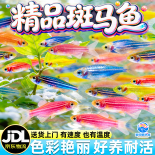 大号七彩斑马鱼小型热带鱼苗观赏鱼好养耐活灯科群游鱼练手活体鱼