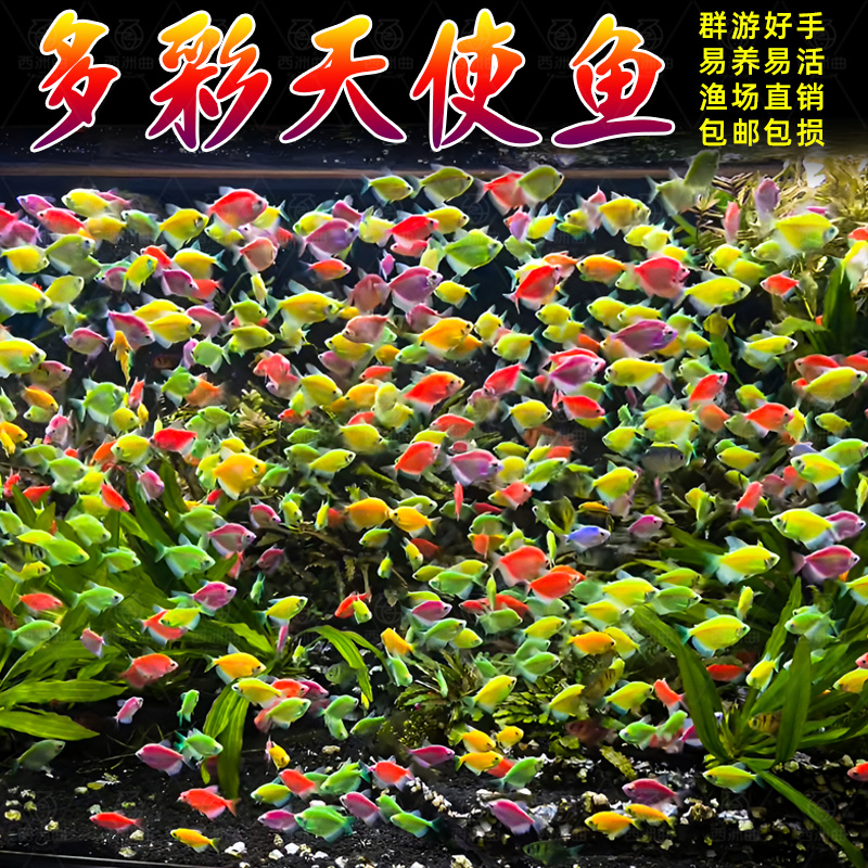 天使鱼活鱼小型热带鱼苗观赏鱼好养耐活自来水冷水淡水群游观赏鱼