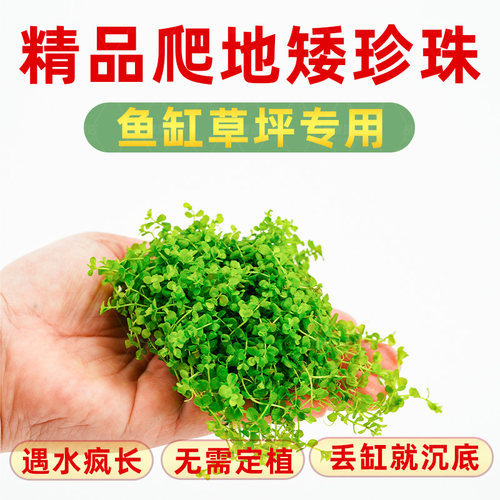 爬地矮珍珠水草日本趴植物生态鱼