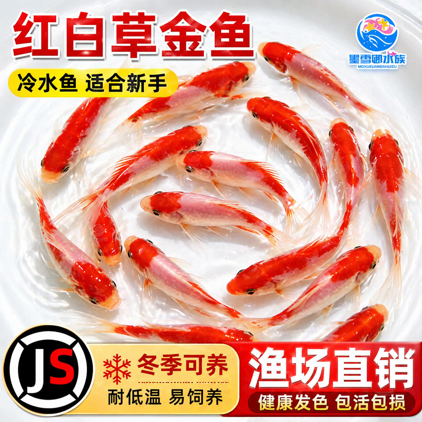 红白草金红白锦鲫观赏鱼冷水鱼淡水鱼小型鱼草金鱼小金鱼锦鲤鱼