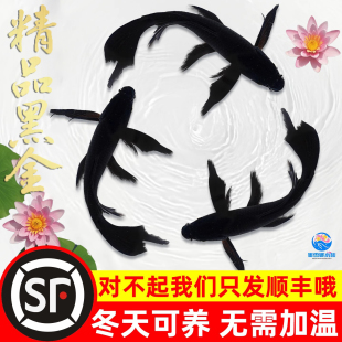 顺丰精品黑色锦鲤草金鱼冷水热带观赏活体鱼好养耐活自来水可养