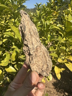 临时优惠价 黑灵参大山里的千岁参