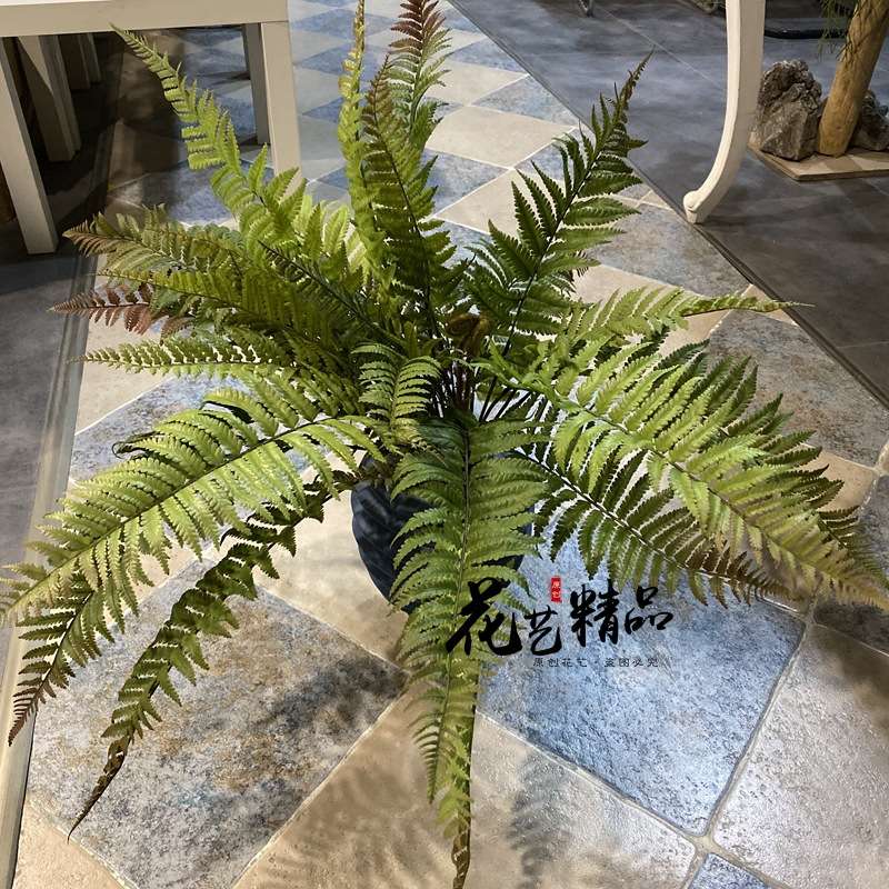 蕨类田园地被波斯草羊齿蕨肾蕨排草波斯顿草单只/束蕨锯齿芒黑骨