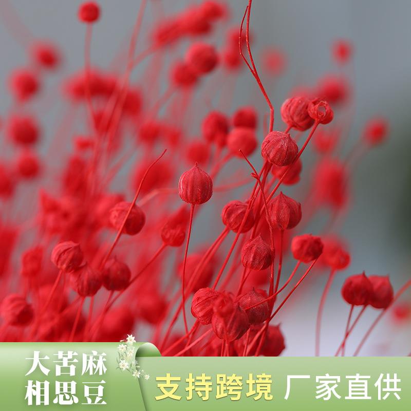 大苦麻相思豆家居干花摆饰装饰干花束富贵豆情人果相思豆