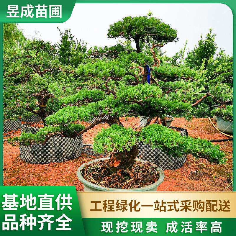 造型罗汉松盆景绿植户外四季景观树长沙苗圃供应别墅庭院绿化行道