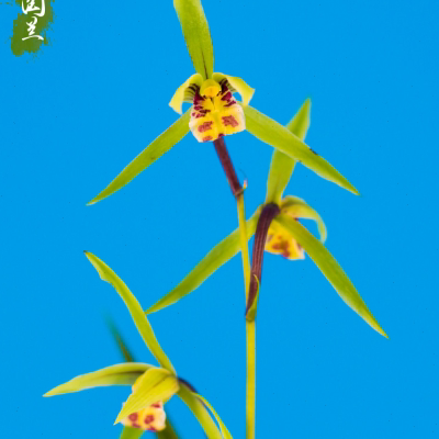 厂家寒兰杨贵妃兰花盆栽名贵花卉绿植物浓香兰花苗带花苞兰草国兰
