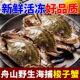 好品质 舟山野生梭子蟹活冻新鲜冷冻超大海螃蟹白蟹公母蟹海鲜