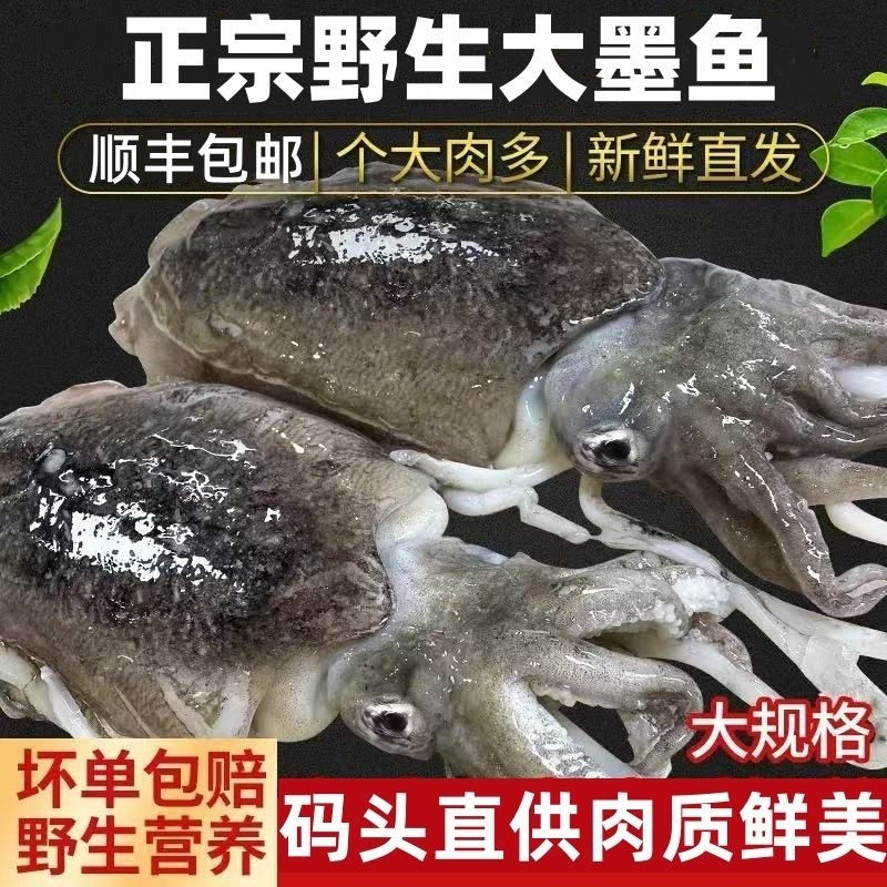 新鲜大墨鱼野生海捕墨鱼干超大号墨鱼仔冷冻海鲜大乌贼目鱼墨斗鱼