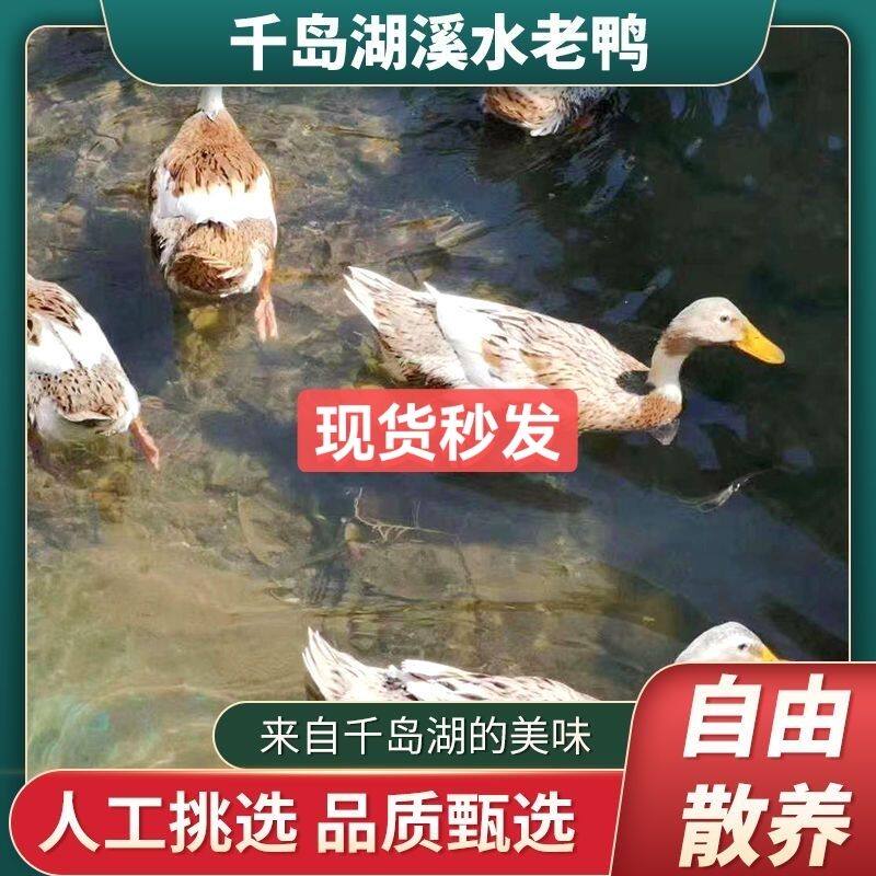 千岛湖正宗溪水老鸭散养鸭子一整只鸭新鲜农产品散养鸭子包邮到家