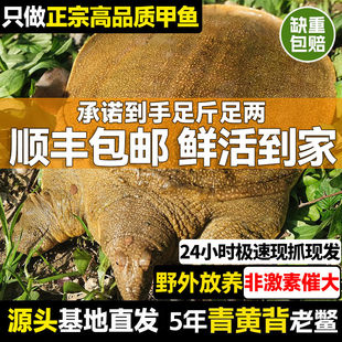甲鱼鲜活生态野外生长中华鳖外塘公母水鱼纯天然活体团鱼食用王八