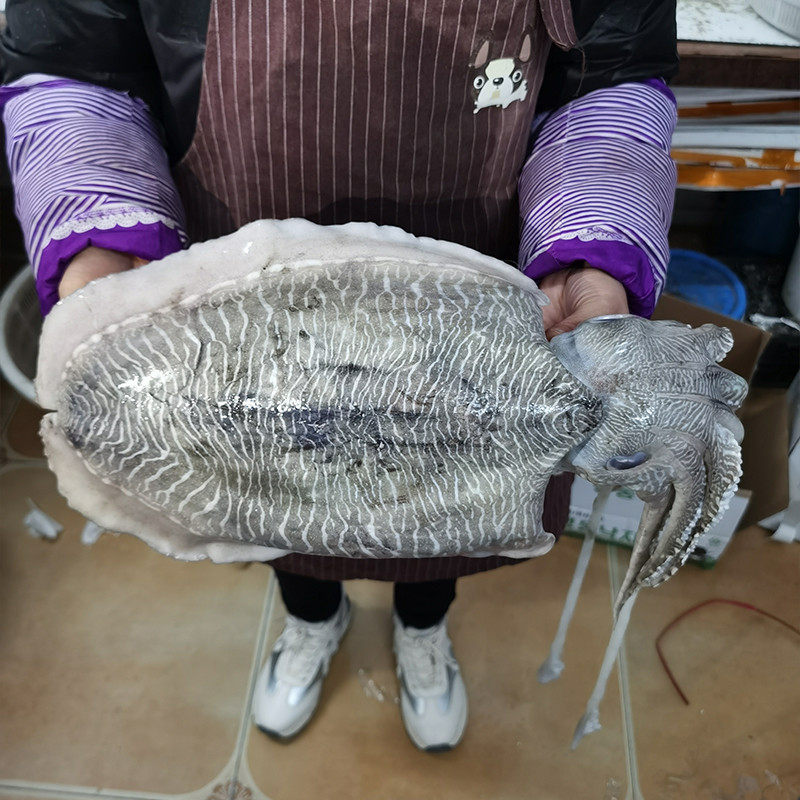 超大号墨鱼青岛海鲜鲜活八爪鱼乌贼花枝目鱼新鲜卤水墨鱼冷冻水产