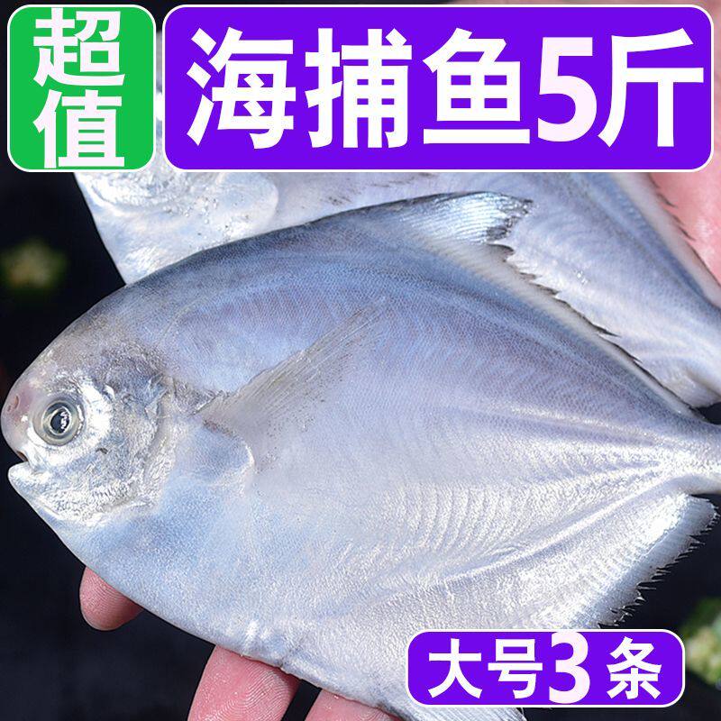 野生银鲳鱼新鲜白鲳鱼冷冻海鲜水产鲜活海鱼大鲳鱼昌鱼平鱼批发价