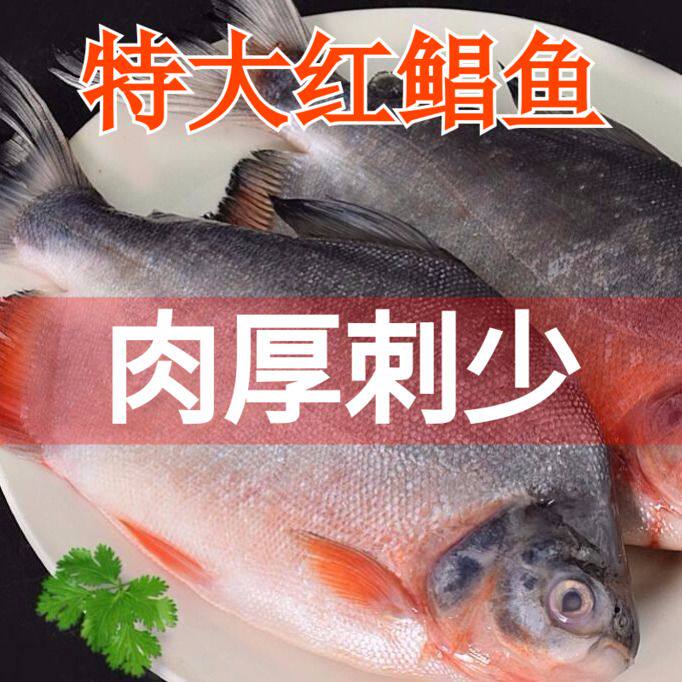 【刺少肉多】红鲳鱼平鱼昌鱼金鲳鱼冷冻鲳鱼大红鲜活鲳鱼大号新鲜