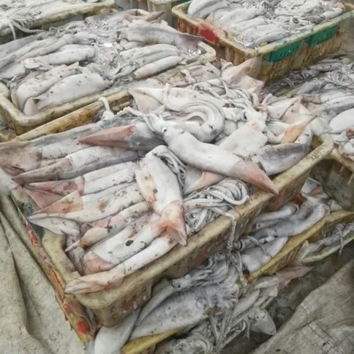 大连火箭鱿鱼大连本地鱿鱼大连发货新鲜大鱿鱼
