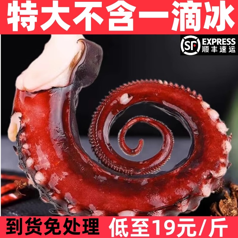 特大鱿鱼须鲜活冷冻新鲜
