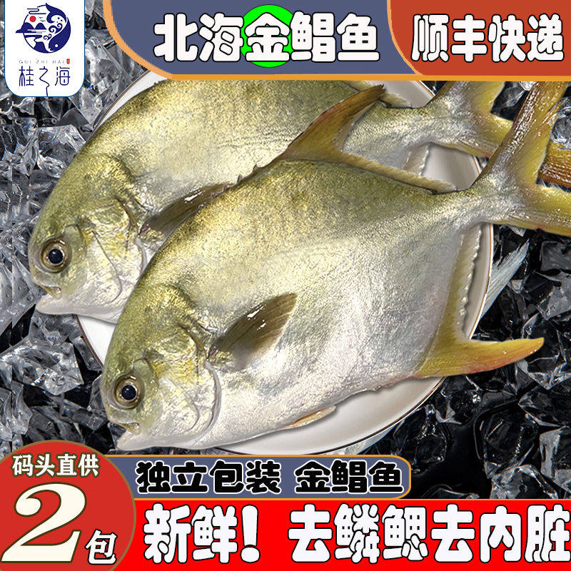 北海金鲳鱼新鲜冷冻海鱼冰鲜去鳃去内脏海鲜鲜活野生海捕金昌鱼