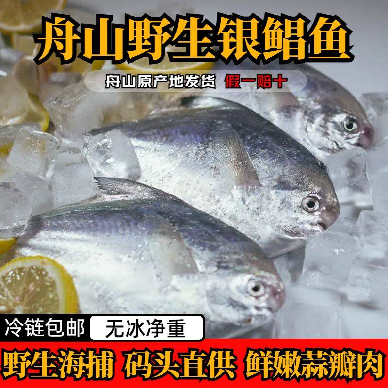 【鲜货】正宗舟山野生银鲳鱼无冰净重特大鲳鱼扁平鱼新鲜海鲜批发