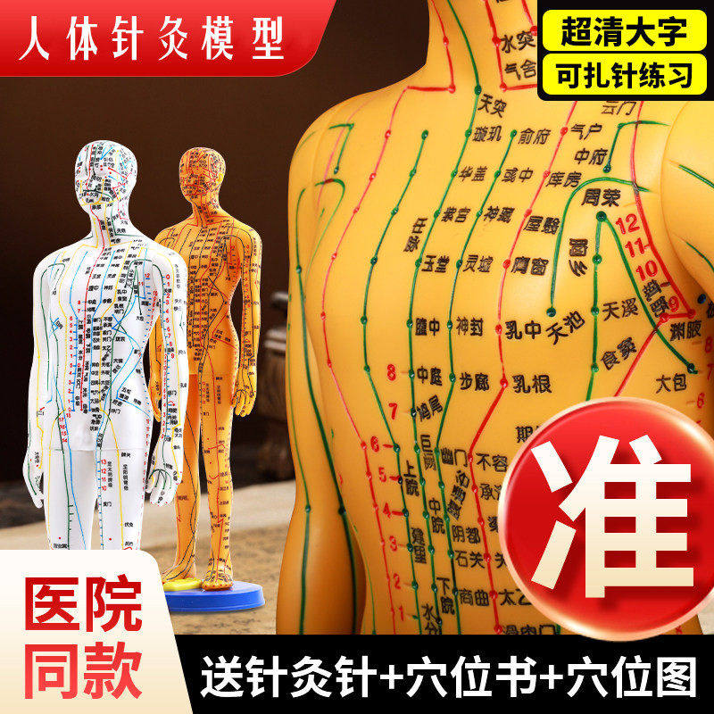 针灸经络人体模型穴位全身
