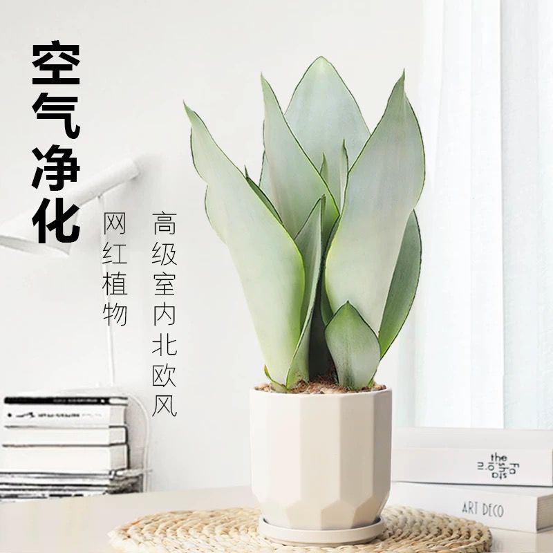 绿丝绦白玉虎皮兰金边虎皮兰室内客厅桌面植物净化空气吸甲醛