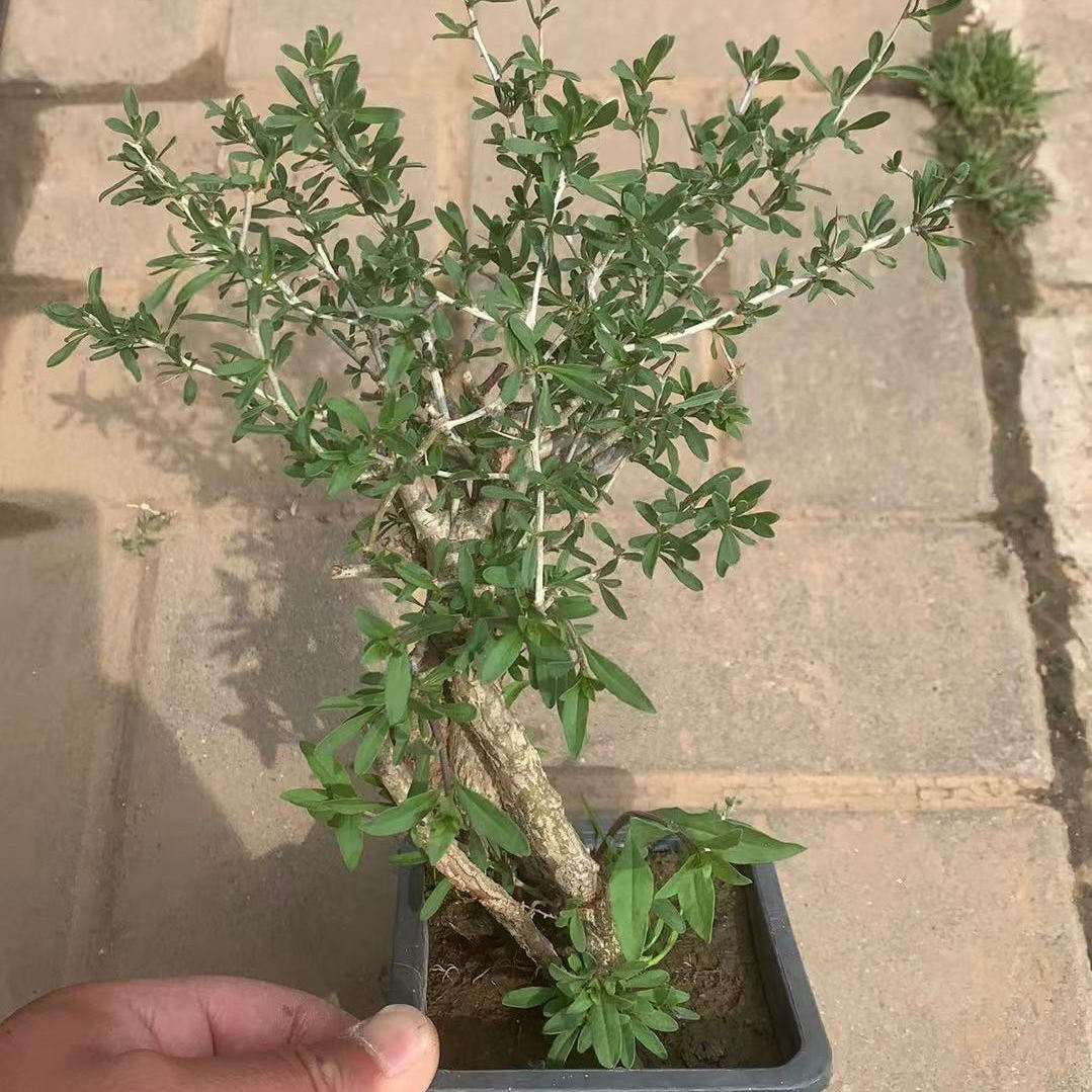 绿丝绦枸杞苗盆栽室内绿植