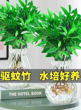 竹柏盆栽驱蚊竹柏水培好养四季长青芳香花卉绿植室内桌面小盆景