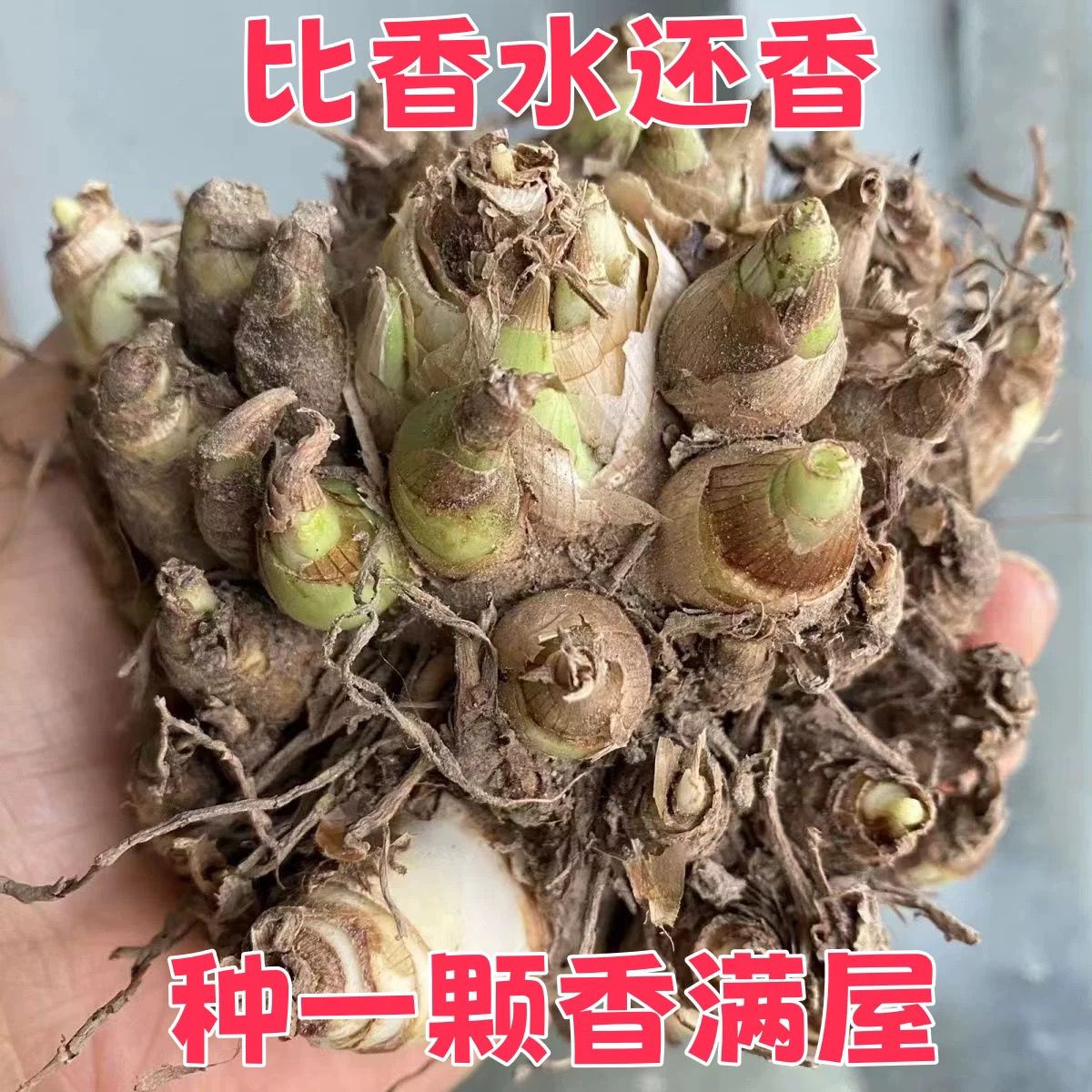晚香玉种球浓香绿植好养耐寒重瓣大花多年生鲜切花阳台庭院绿植