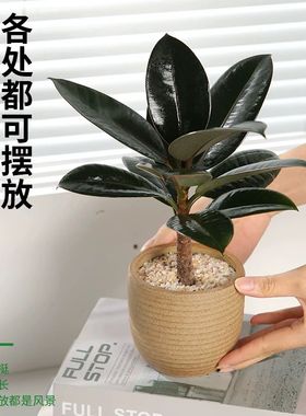 黑金刚盆栽橡皮树苗室内好养耐寒四季常青净化空气植物花卉