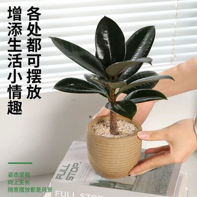 黑金刚盆栽橡皮树苗室内净化空气