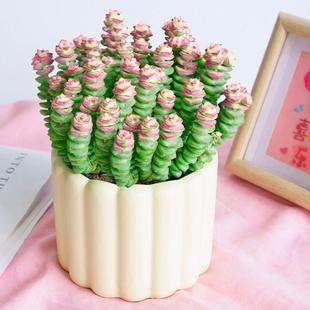 钱串多肉植物金钱树钱串锦盆栽老桩多头群生罕见肉肉室内好养绿植